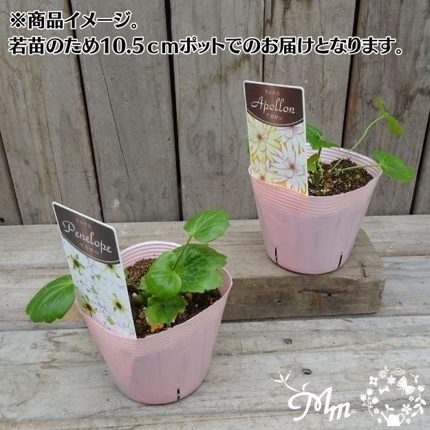 �ڤ��㤤�����ĥ��åȡۥ�ʥ󥭥�饹����å��� ���ݥ�����ڥͥ��� 2�ݥåȥ��å�(10.5�ѥݥå���)(��̵)[¿ǯ��(�庬)]�ο��̸����<img class='new_mark_img2' src='https://img.shop-pro.jp/img/new/icons6.gif' style='border:none;display:inline;margin:0px;padding:0px;width:auto;' />