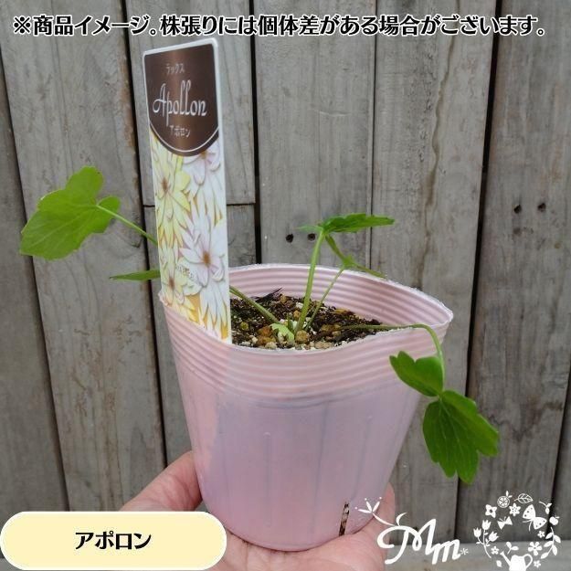 �ڤ��㤤�����ĥ��åȡۥ�ʥ󥭥�饹����å��� ���ݥ�����ڥͥ��� 2�ݥåȥ��å�(10.5�ѥݥå���)(��̵)[¿ǯ��(�庬)]�ο��̸����<img class='new_mark_img2' src='https://img.shop-pro.jp/img/new/icons6.gif' style='border:none;display:inline;margin:0px;padding:0px;width:auto;' />