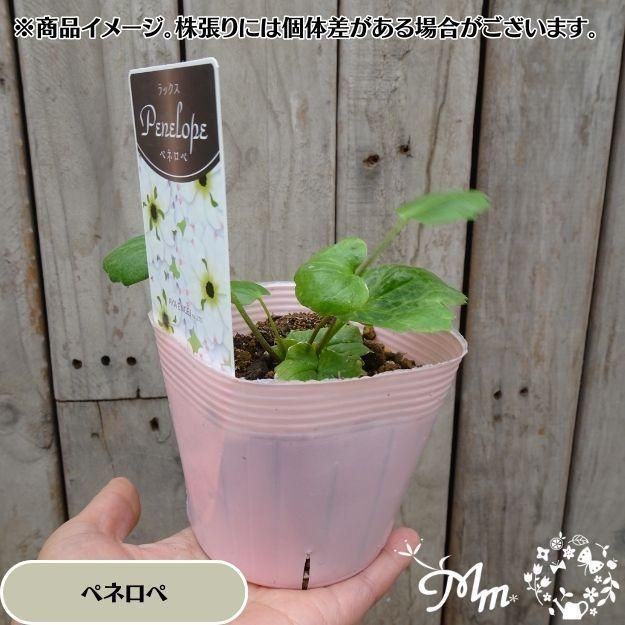 �ڤ��㤤�����ĥ��åȡۥ�ʥ󥭥�饹����å��� ���ݥ�����ڥͥ��� 2�ݥåȥ��å�(10.5�ѥݥå���)(��̵)[¿ǯ��(�庬)]�ο��̸����<img class='new_mark_img2' src='https://img.shop-pro.jp/img/new/icons6.gif' style='border:none;display:inline;margin:0px;padding:0px;width:auto;' />