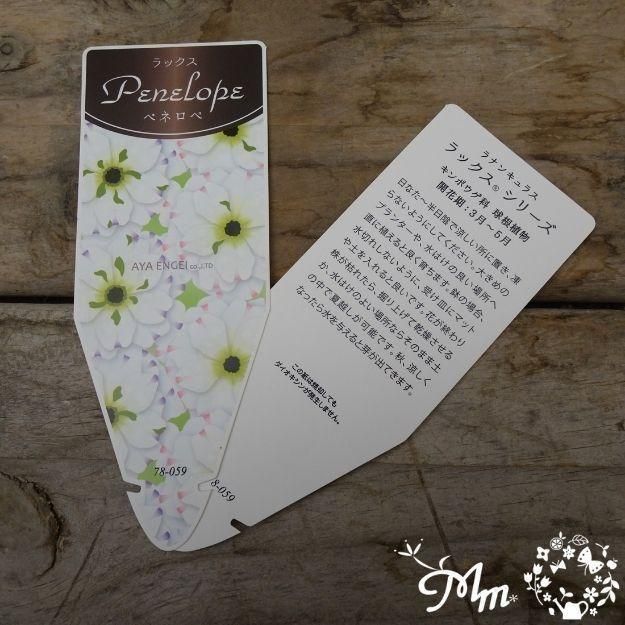 �ڤ��㤤�����ĥ��åȡۥ�ʥ󥭥�饹����å��� ���ݥ�����ڥͥ��� 2�ݥåȥ��å�(10.5�ѥݥå���)(��̵)[¿ǯ��(�庬)]�ο��̸����<img class='new_mark_img2' src='https://img.shop-pro.jp/img/new/icons6.gif' style='border:none;display:inline;margin:0px;padding:0px;width:auto;' />