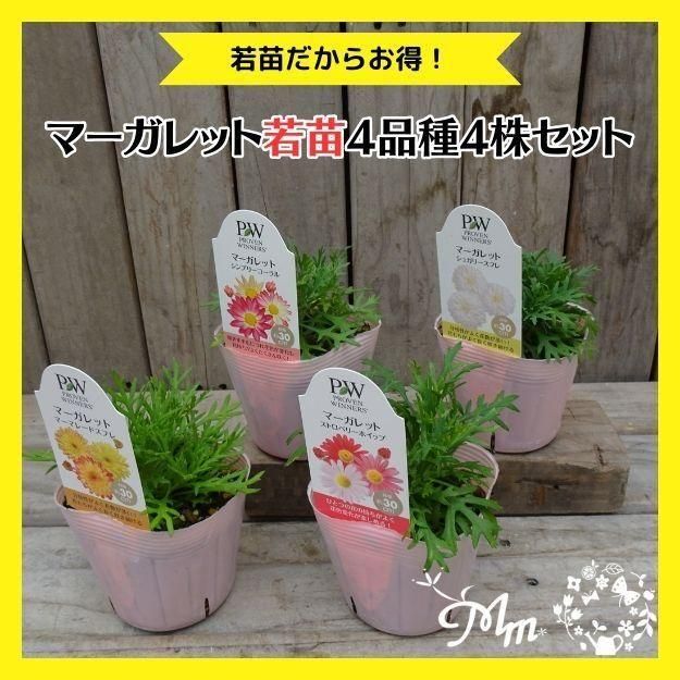 �ڤ��㤤�����ĥ��åȡۥޡ�����åȼ���4�ʼ�4�����å�(10.5�ѥݥå���)(��̵)[���Ѵ���¿ǯ��]�ο��̸����<img class='new_mark_img2' src='https://img.shop-pro.jp/img/new/icons6.gif' style='border:none;display:inline;margin:0px;padding:0px;width:auto;' />