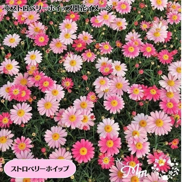 �ڤ��㤤�����ĥ��åȡۥޡ�����åȼ���4�ʼ�4�����å�(10.5�ѥݥå���)(��̵)[���Ѵ���¿ǯ��]�ο��̸����<img class='new_mark_img2' src='https://img.shop-pro.jp/img/new/icons6.gif' style='border:none;display:inline;margin:0px;padding:0px;width:auto;' />