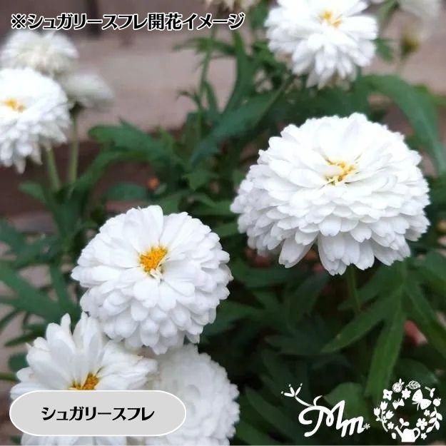 �ڤ��㤤�����ĥ��åȡۥޡ�����åȼ���4�ʼ�4�����å�(10.5�ѥݥå���)(��̵)[���Ѵ���¿ǯ��]�ο��̸����<img class='new_mark_img2' src='https://img.shop-pro.jp/img/new/icons6.gif' style='border:none;display:inline;margin:0px;padding:0px;width:auto;' />