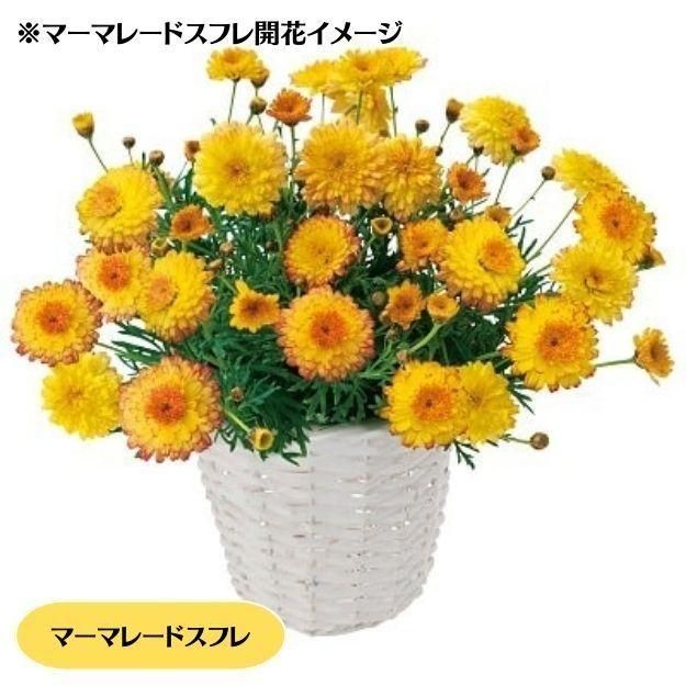 �ڤ��㤤�����ĥ��åȡۥޡ�����åȼ���4�ʼ�4�����å�(10.5�ѥݥå���)(��̵)[���Ѵ���¿ǯ��]�ο��̸����<img class='new_mark_img2' src='https://img.shop-pro.jp/img/new/icons6.gif' style='border:none;display:inline;margin:0px;padding:0px;width:auto;' />