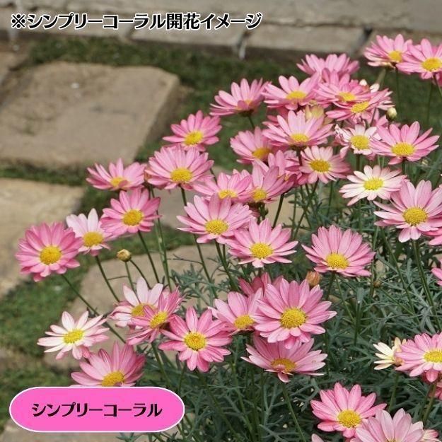 �ڤ��㤤�����ĥ��åȡۥޡ�����åȼ���4�ʼ�4�����å�(10.5�ѥݥå���)(��̵)[���Ѵ���¿ǯ��]�ο��̸����<img class='new_mark_img2' src='https://img.shop-pro.jp/img/new/icons6.gif' style='border:none;display:inline;margin:0px;padding:0px;width:auto;' />