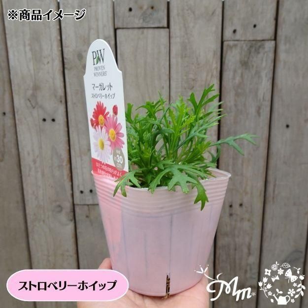 �ڤ��㤤�����ĥ��åȡۥޡ�����åȼ���4�ʼ�4�����å�(10.5�ѥݥå���)(��̵)[���Ѵ���¿ǯ��]�ο��̸����<img class='new_mark_img2' src='https://img.shop-pro.jp/img/new/icons6.gif' style='border:none;display:inline;margin:0px;padding:0px;width:auto;' />