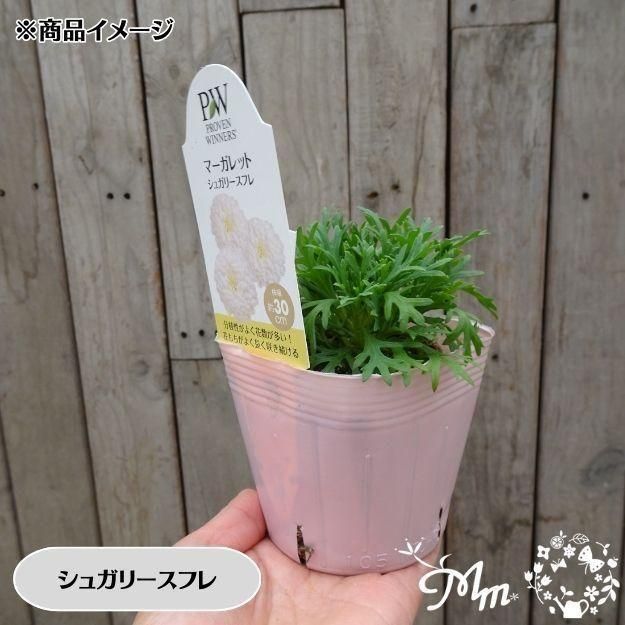 �ڤ��㤤�����ĥ��åȡۥޡ�����åȼ���4�ʼ�4�����å�(10.5�ѥݥå���)(��̵)[���Ѵ���¿ǯ��]�ο��̸����<img class='new_mark_img2' src='https://img.shop-pro.jp/img/new/icons6.gif' style='border:none;display:inline;margin:0px;padding:0px;width:auto;' />