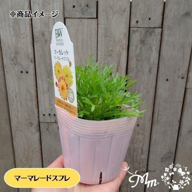 �ڤ��㤤�����ĥ��åȡۥޡ�����åȼ���4�ʼ�4�����å�(10.5�ѥݥå���)(��̵)[���Ѵ���¿ǯ��]�ο��̸����<img class='new_mark_img2' src='https://img.shop-pro.jp/img/new/icons6.gif' style='border:none;display:inline;margin:0px;padding:0px;width:auto;' />