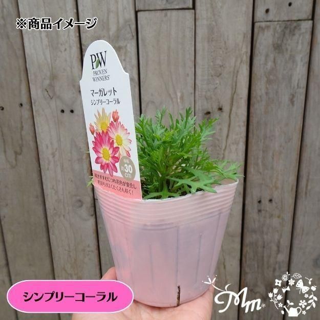 �ڤ��㤤�����ĥ��åȡۥޡ�����åȼ���4�ʼ�4�����å�(10.5�ѥݥå���)(��̵)[���Ѵ���¿ǯ��]�ο��̸����<img class='new_mark_img2' src='https://img.shop-pro.jp/img/new/icons6.gif' style='border:none;display:inline;margin:0px;padding:0px;width:auto;' />