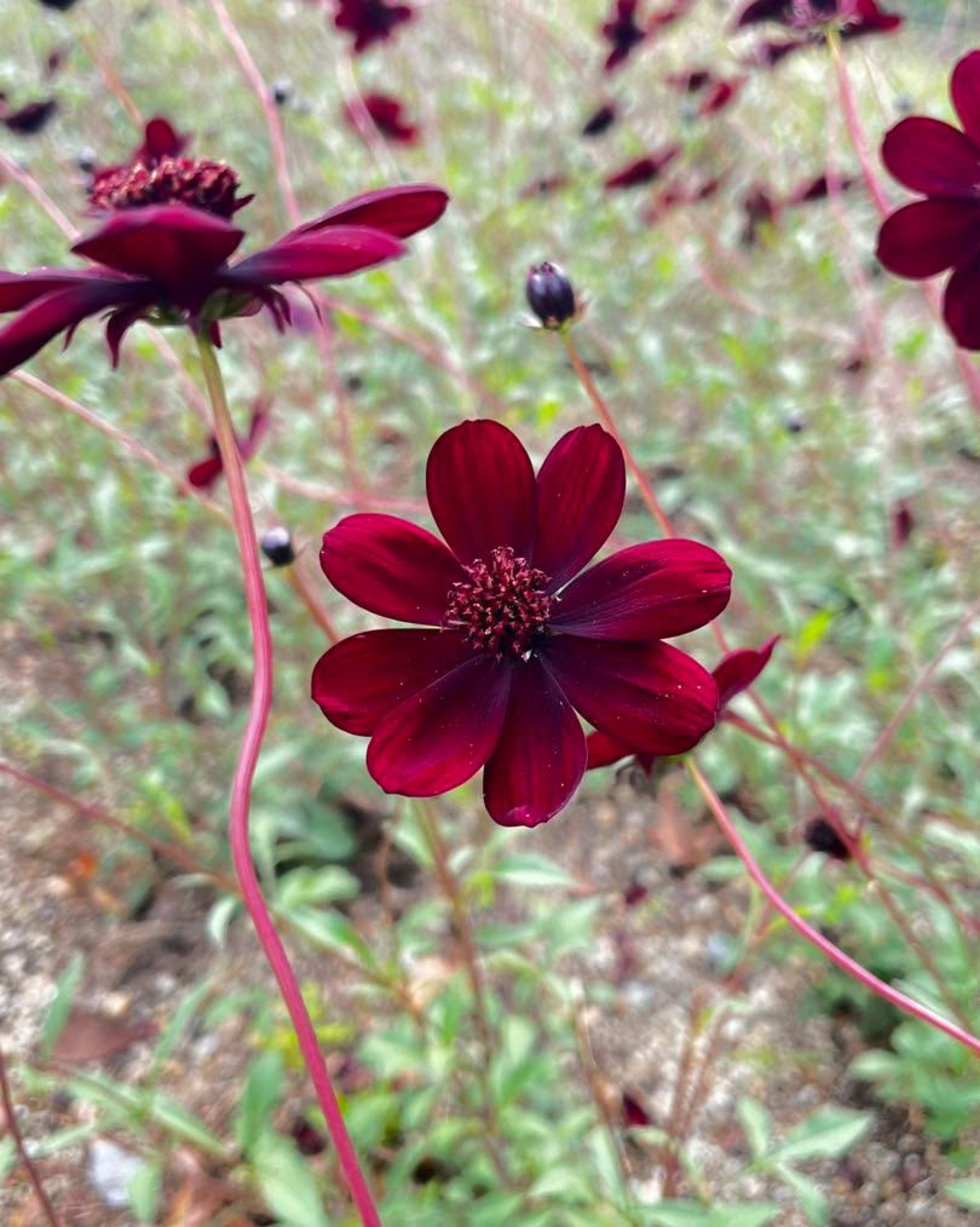 �ڥ�����ȩ�ǳڤ�����祳�졼��