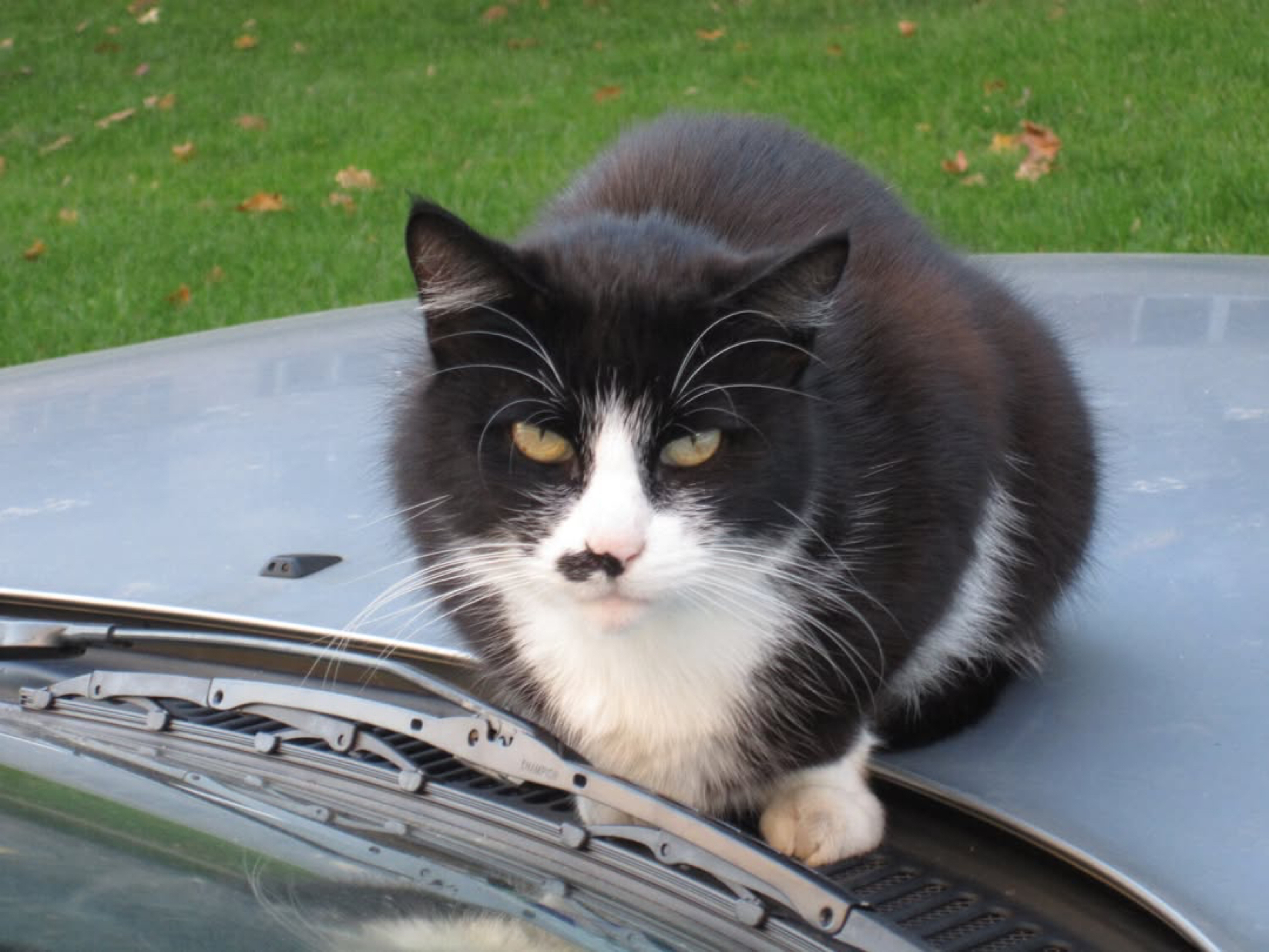 �ڥ�����ǭ�Ϥ������Ǥ�����