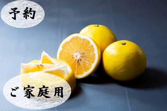 【予約割引】玉宝ニューサマーオレンジ（５kg）※ご家庭用～４月中旬より順次発送開始～ - みかんづくりを極め尽くす「極尽道（kyokujindou）」