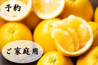 玉宝河内晩柑 - みかんづくりを極め尽くす「極尽道（kyokujindou）」