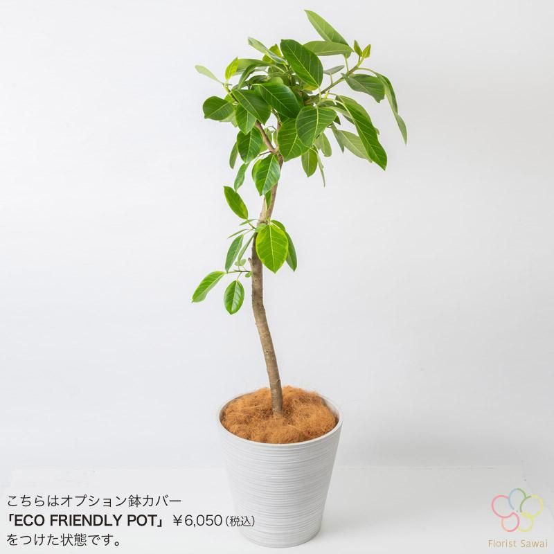 フィカス　アルテシマ3 フィカス アルテシマ3 フィカス：アルテシマ 3.5号ポット* の通販