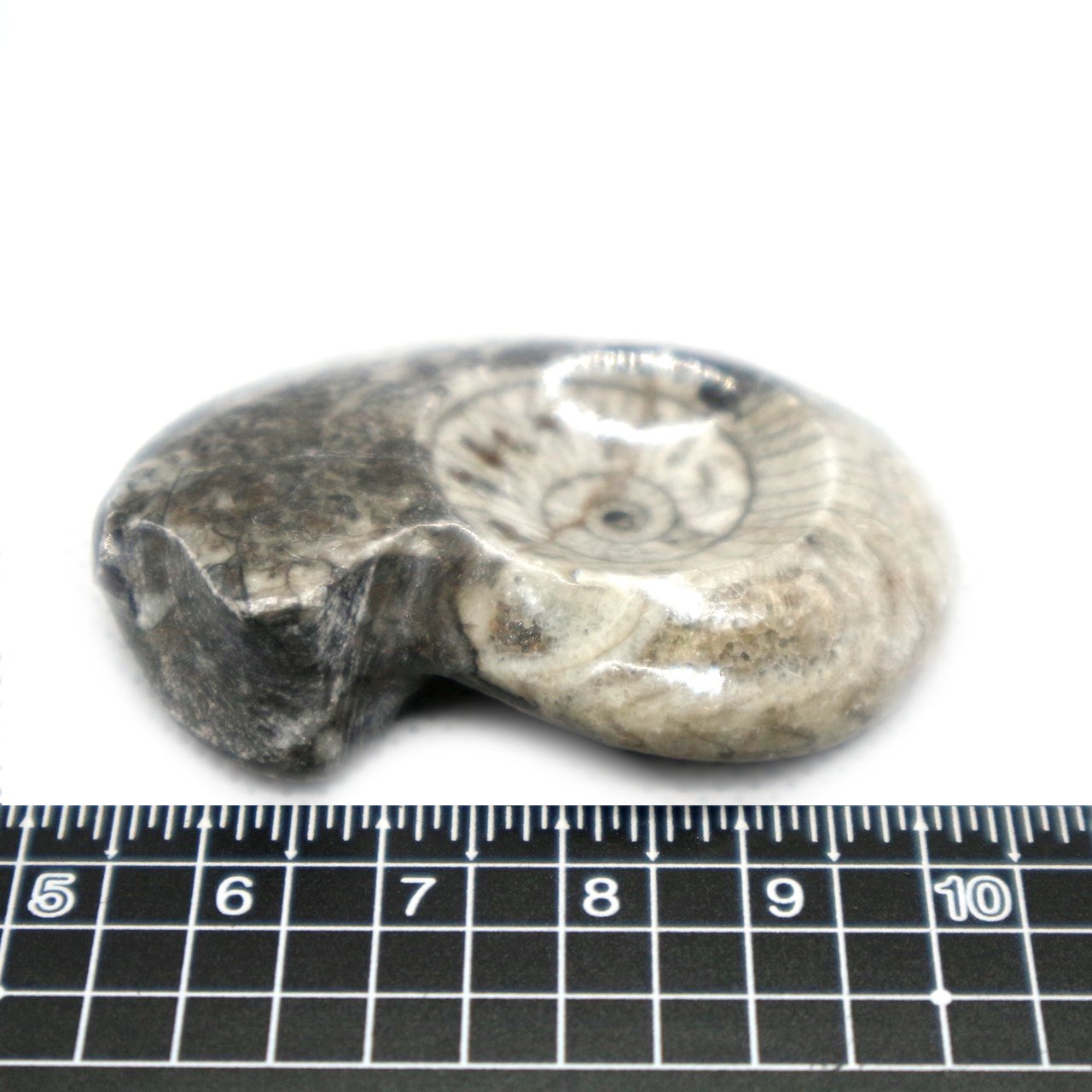 化石 骨格 標本 アンモナイト 32mm 英国産-
