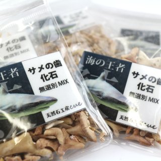 歯の化石 - 鉱物・天然石通販｜天然石工房cue｜卸売り・仕入れ会員募集中