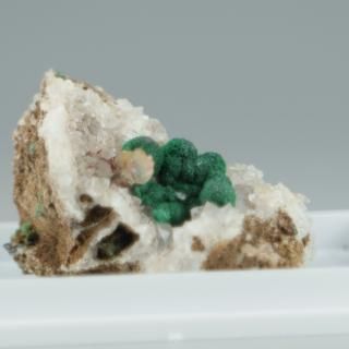 �ڰ���ʪ�ۥܥȥꥪ���ɥޥ饫����on�������ġå���̱�綦�¹񻺡ʥ������ա�