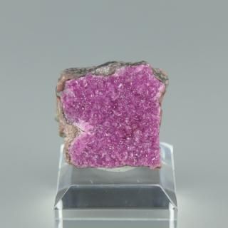 ڰʪۥХȥ륵ȸСå̱綦¹񻺡ʥա