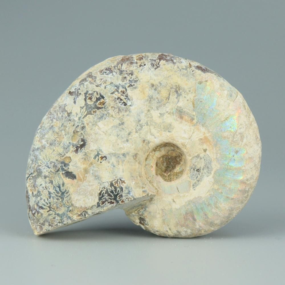 【一点物】虹色アンモナイト(ク