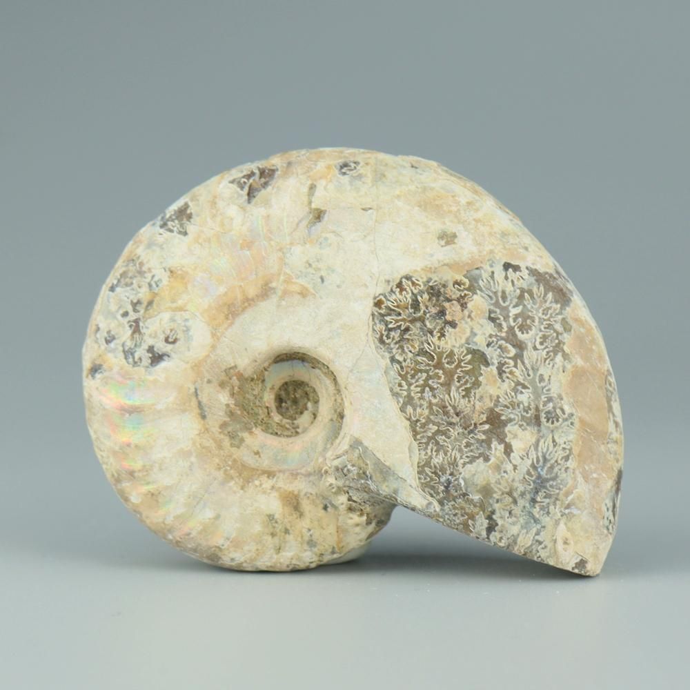 【一点物】虹色アンモナイト(ク