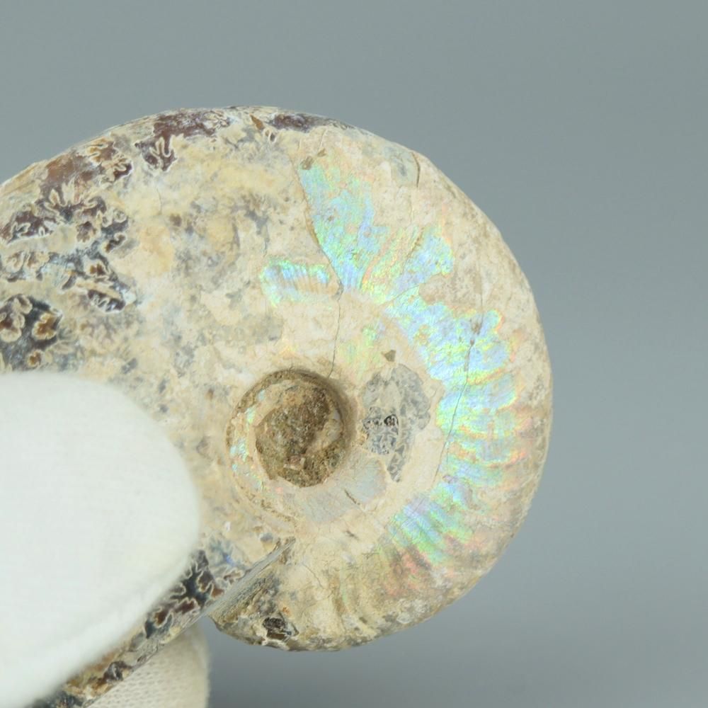 【一点物】虹色アンモナイト(ク