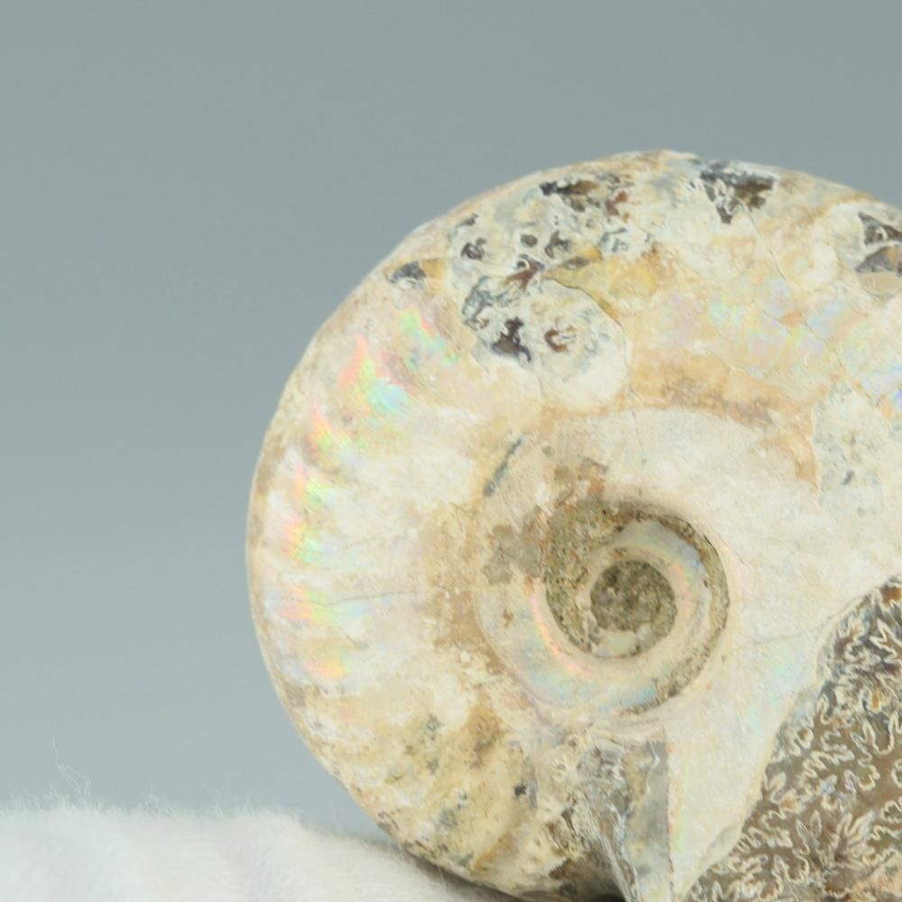 【一点物】虹色アンモナイト(ク