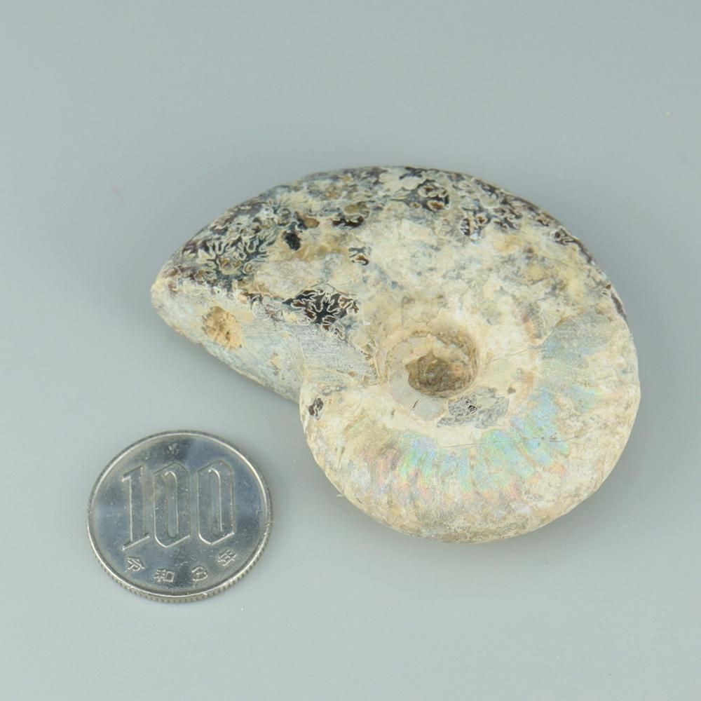 【一点物】虹色アンモナイト(ク