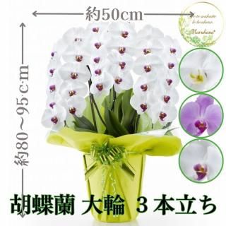 <img class='new_mark_img1' src='https://img.shop-pro.jp/img/new/icons30.gif' style='border:none;display:inline;margin:0px;padding:0px;width:auto;' />胡蝶蘭 大輪3本立ち 30輪以上輪(つぼみ込み)【送料無料】
