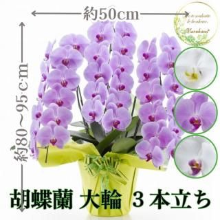 胡蝶蘭 大輪3本立ち 36輪以上輪(つぼみ込み)【送料無料】