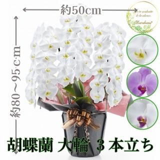 胡蝶蘭 大輪3本立ち 39輪以上輪(つぼみ込み)【送料無料】