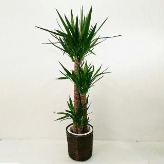 å 8ȭ դ̵۹⤵120cm