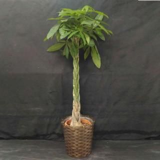 ѥ 8ȭ դ̵100cm130cm