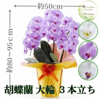胡蝶蘭 大輪3本立ち 24輪以上輪(つぼみ込み)【送料無料】