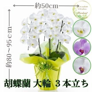 胡蝶蘭 大輪3本立ち 21輪以上輪(つぼみ込み)【送料無料】