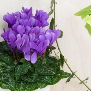 <img class='new_mark_img1' src='https://img.shop-pro.jp/img/new/icons30.gif' style='border:none;display:inline;margin:0px;padding:0px;width:auto;' /> ɥ饴󣴹ȭ̡1028вٳ