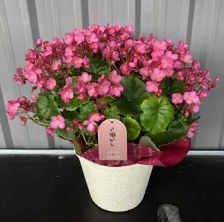 <img class='new_mark_img1' src='https://img.shop-pro.jp/img/new/icons13.gif' style='border:none;display:inline;margin:0px;padding:0px;width:auto;' />٥˥֥֥ߡ5ȭ̡