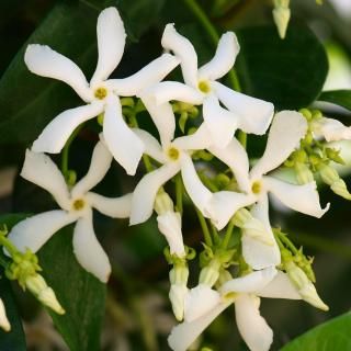 θåסΤƤߤ褦<br />ֺ̹¡ۡ2026/1/24() 11:00