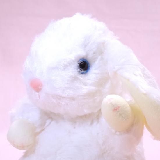 スターチャイルド】 ロップイヤー S ブルーアイ 【うさぎ