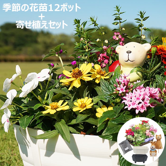 花苗 夏 寄せ植え セット ガーデニングに最適です。 季節の花苗おまかせ12ポット＋寄せ植えセット 送料無料 （沖縄・離島を除く）  お花のギフト・花苗・寄せ植え・観葉植物の専門店 Style1187