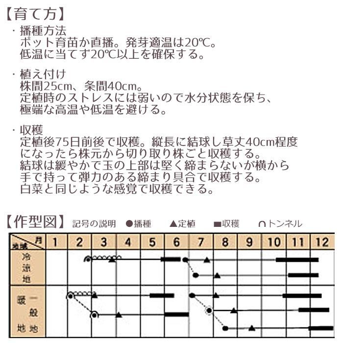 野菜のタネ ズッケロ（ラディキオ） イタリアの珍しい種を送料無料でお届け!! - お花のギフト・花苗・寄せ植え・観葉植物の専門店 | Style1187