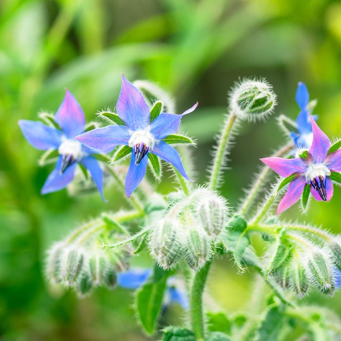 野菜の種 実咲ハーブ8085 ボリジハーブ サカタのタネ お花のギフト・花苗・寄せ植え・観葉植物の専門店 Style1187