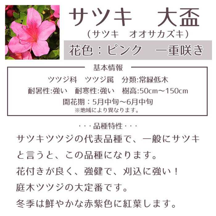 サツキツツジ 苗 大盃 5本セット 15cmポット送料無料 植木 庭木 常緑