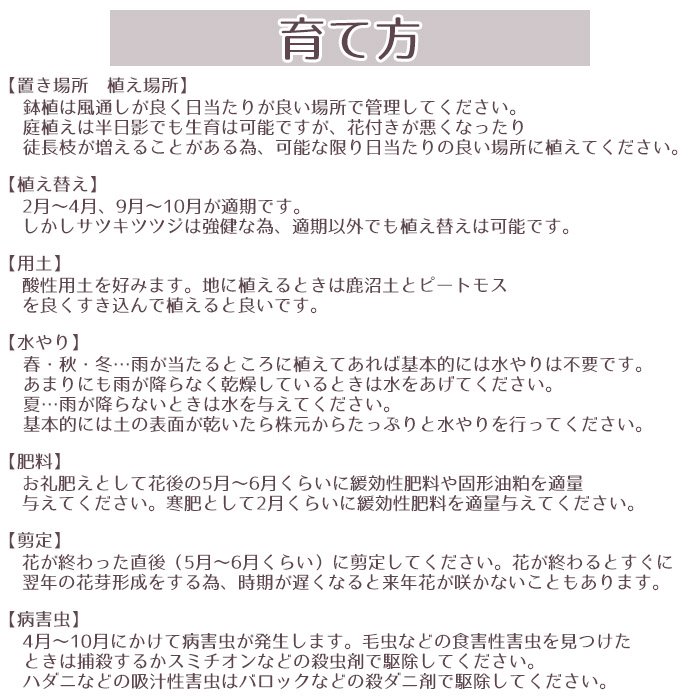 サツキツツジ 苗 レインボー 5本セット 15cmポット送料無料 植木 庭木 常緑 低木 - お花のギフト・花苗・寄せ植え・観葉植物の専門店 |  Style1187