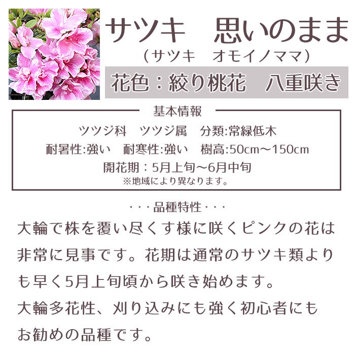 サツキ 思いのまま １２本セット １５cmポット 【送料無料 植木 庭木 常緑 低木】 - お花のギフト・花苗・寄せ植え・観葉植物の専門店 |  Style1187