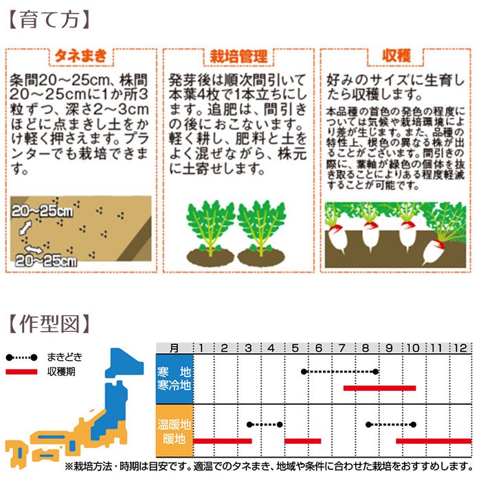 野菜の種 実咲野菜5019 食べきりサラダ大根あやめっ娘 サカタのタネ お花のギフト・花苗・寄せ植え・観葉植物の専門店 Style1187