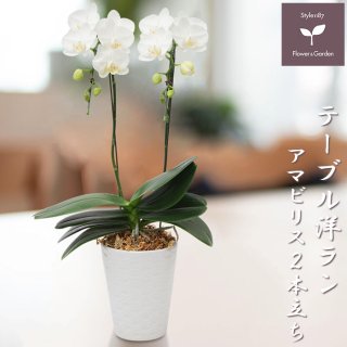 洋ラン - お花のギフト・花苗・寄せ植え・観葉植物の専門店 | Style1187