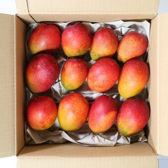 1万円値下❗️耐寒性 ヤマシタマンゴー大苗 1万円値下❗️耐寒性