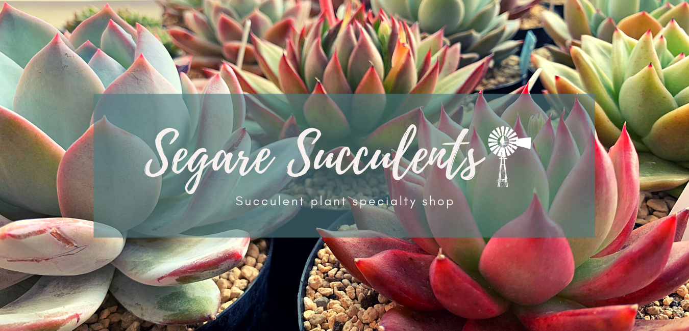 Segare Succulents 多肉植物の生産 輸入販売