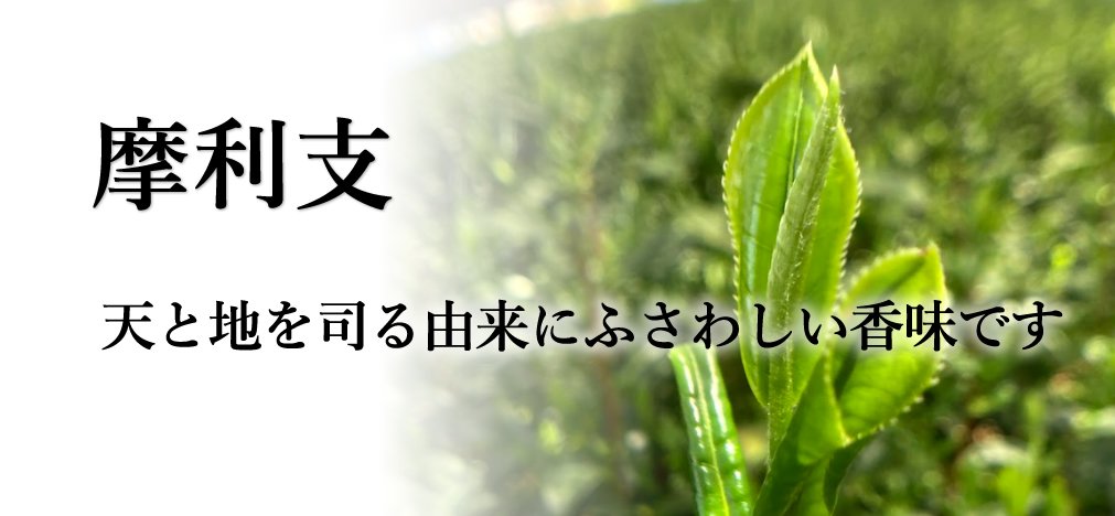 秋山園を代表する品種茶　摩利支