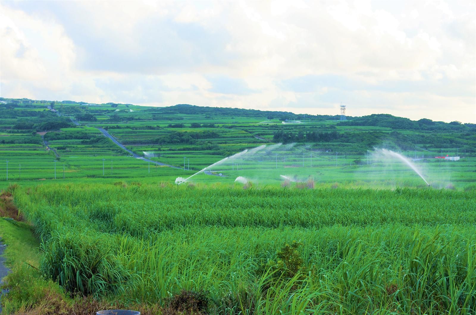 さとうきび畑
